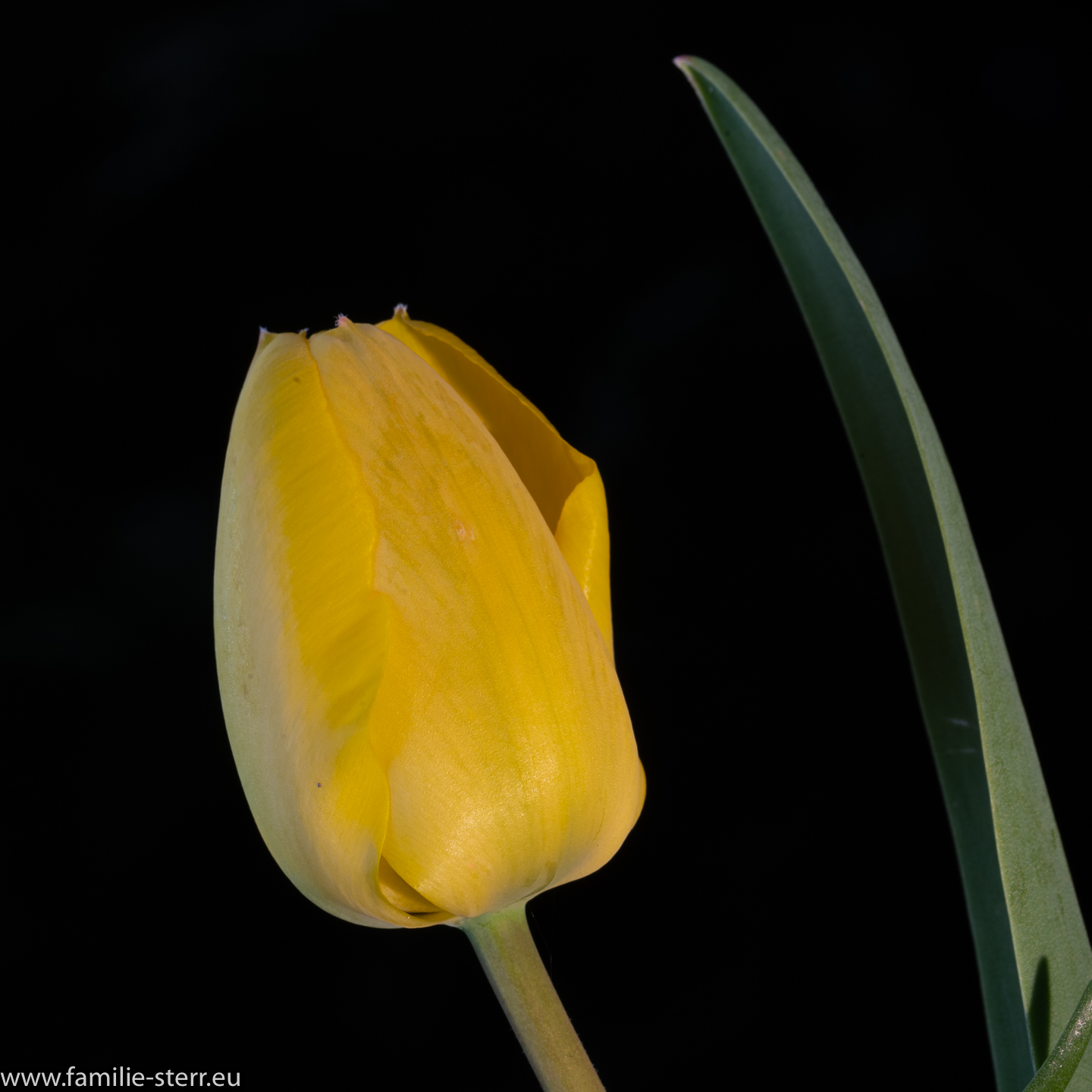 Gelbe Tulpe 6
